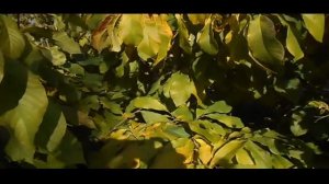 Опыт выращивания азимины в средней полосе