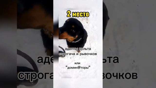 Некоторых собачников мы обходим стороной. Предлагаю разобраться, что в них не так #кинология #собак смотреть онлайн