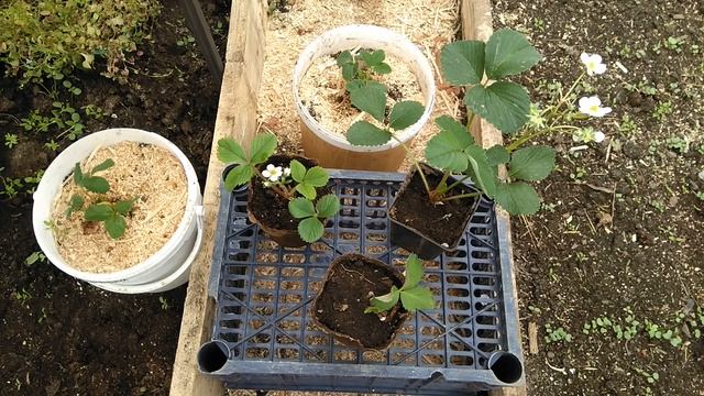 УДАЛЯТЬ ЛИ ЦВЕТОНОСЫ У РАССАДЫ КЛУБНИКИ? смотреть онлайн