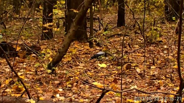 Серые вороны в осеннем лесу Записки ветврача орнитолога смотреть онлайн