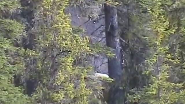 British Columbia Mountain Goat Hunting смотреть онлайн