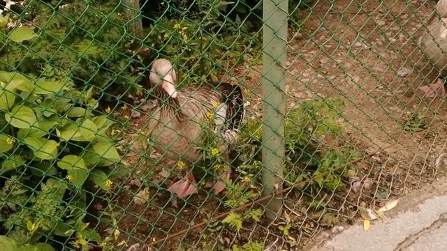 Поездка в Ленинградский зоопарк 1 часть.