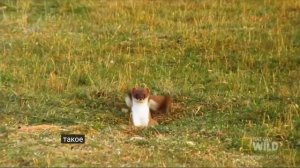 ГОРНОСТАЙ ГИПНОТИЗИРУЕТ КРОЛИКА