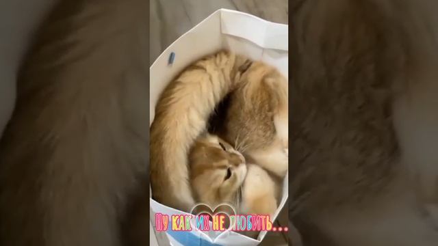 Приколы смотреть онлайн