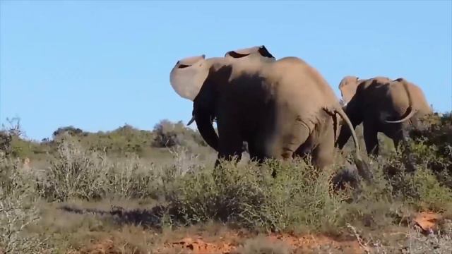 Elephant Of The God! Elephant Herd Rescue Impala From Cheetah Hunting смотреть онлайн