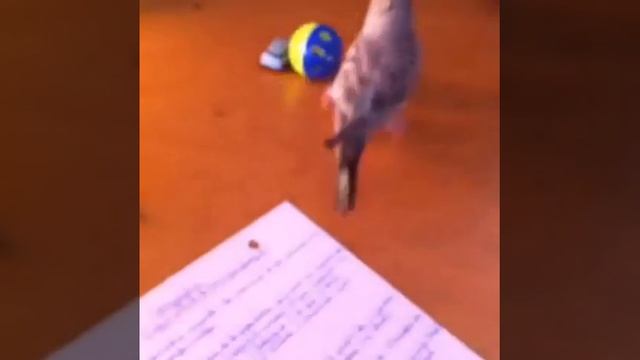 Игры с волнистым попугаем смотреть онлайн
