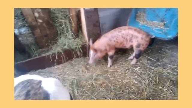 Ждём окот козы смотреть онлайн