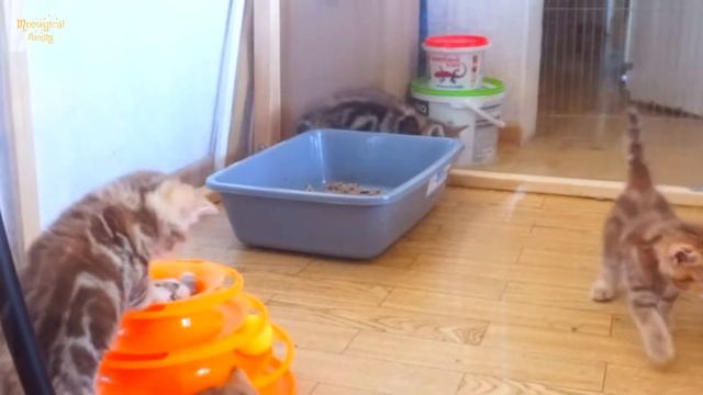 Топ 6 способов быстро приучить котенка к лотку? смотреть онлайн