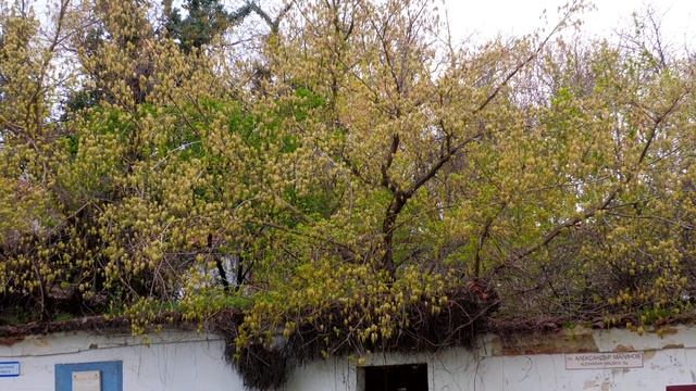 Panasonic HC-X1500 смотреть онлайн