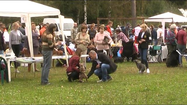 16.09.17 "Пушкинский КЛС", ринг левреток смотреть онлайн