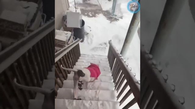 Смешные животные #164.mp4 смотреть онлайн