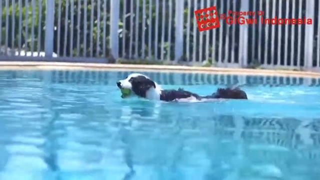 GiGwi Foam Ball смотреть онлайн