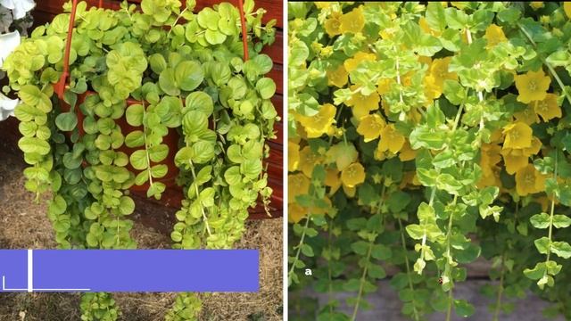 ПОСАДИТЕ эти ЦВЕТЫ в КАШПО! Они украсят балконы, террасы и сад. Лучшие цветы для кашпо смотреть онлайн