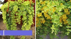 ПОСАДИТЕ эти ЦВЕТЫ в КАШПО! Они украсят балконы, террасы и сад. Лучшие цветы для кашпо