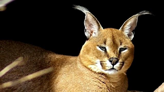 Каракал — охотник на птиц!Сильная и опасная степная кошка. Интересные факты о каракалах. смотреть онлайн