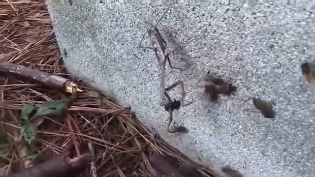 Богомол против змеи, шершень, мыши и тд смотреть онлайн