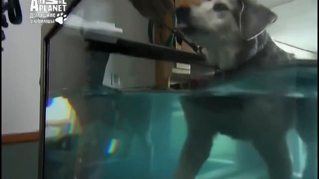 Бородатый колли. ZooPlace.Ru смотреть онлайн