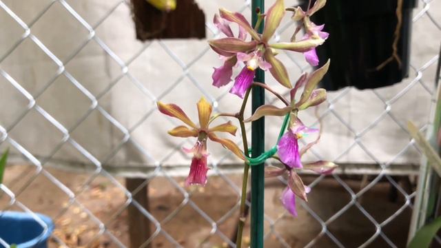 AN ORCHID A DAY: EPISODE 39
