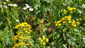 КРАСИВАЯ ПРИРОДА и ПОЛЕВЫЕ ЦВЕТЫ на Лугу | Красивое Видео и Звуки Природы для Релаксации и для Сна