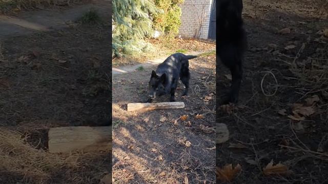 Чёрный красавец Призрак. Длинношерстная немецкая овчарка чёрного окраса. смотреть онлайн