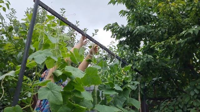 Дела огородние / КУРЫ / рассада капусты смотреть онлайн
