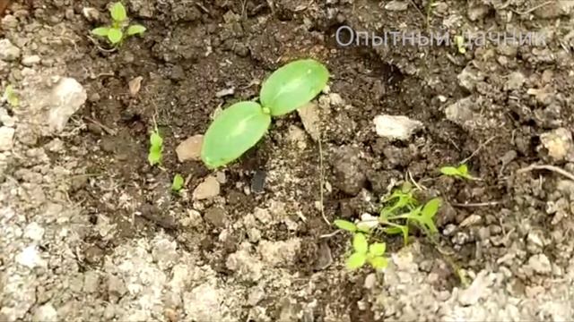СРОЧНО ДАЙТЕ ОГУРЦАМ МОЛОКО! ПОТОМ БУДЕТЕ ДУМАТЬ КУДА ИХ ДЕВАТЬ!!! СУПЕР Подкормка Для Огурцов смотреть онлайн