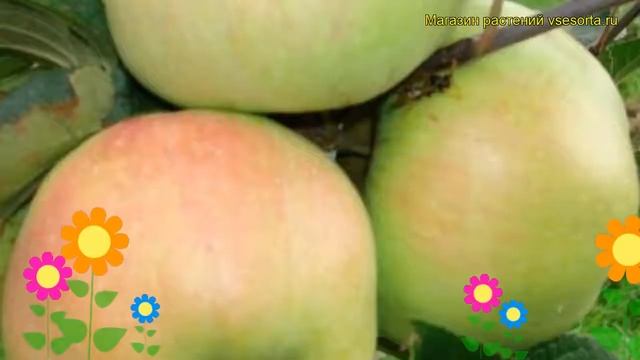 Яблоня домашняя Богатырь. Краткий обзор, описание характеристик malus domestica Bogatyr смотреть онлайн