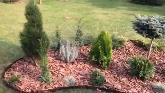 Хвойная клумба. Своими руками