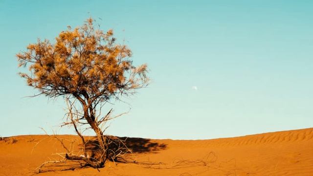 СУПЕР КРАСИВАЯ ЭКЗОТИЧЕСКАЯ МУЗЫКА. СМЕСЬ АРАБСКОЙ И ИНДИЙСКОЙ МУЗЫКИ. Красивая мелодия и мотив.