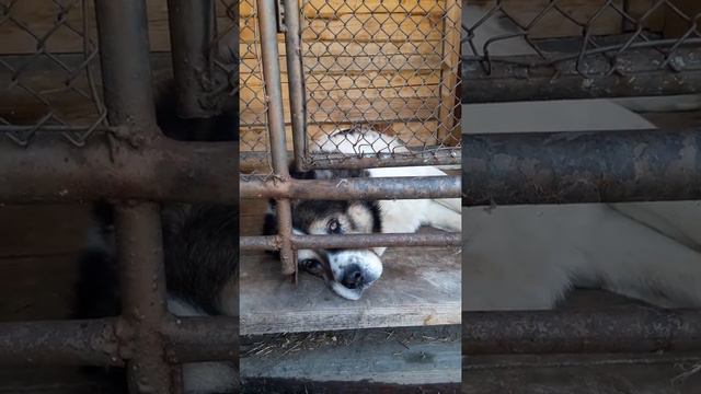 Собака породы алабай подпевает) смотреть онлайн