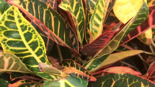 CLOSE up LOOK ? petra croton (codiaeum variegatum) смотреть онлайн