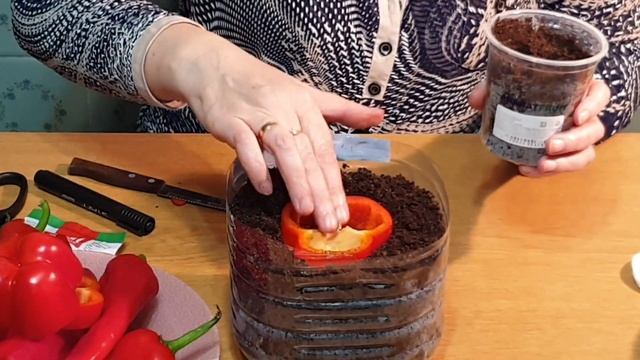 ПОСАДКА ПЕРЦА НА РАССАДУ. Новые способы! Семена Аэлита и Семена Седек. смотреть онлайн
