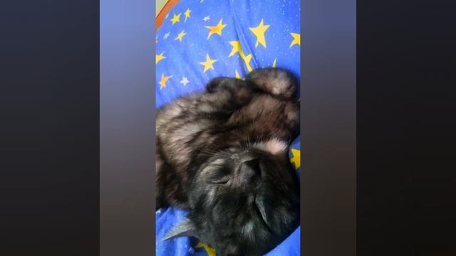 СЧАСТЛИВЫЙ КОТ ВО СНЕ))) смотреть онлайн