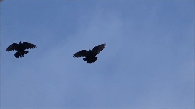 Голуби, 1 июня 2017г. смотреть онлайн