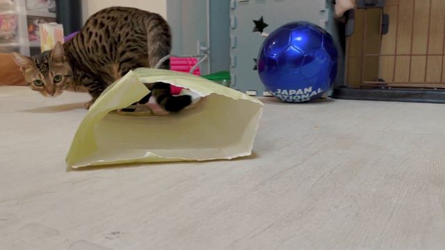 Short-Legged Kitten Attack 【Munchkin / Bengal】 смотреть онлайн