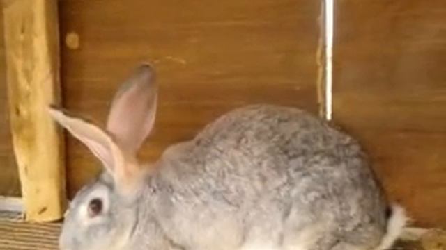 Types Of Rabbits Breeds. Raising Continental German Giant Rabbit.