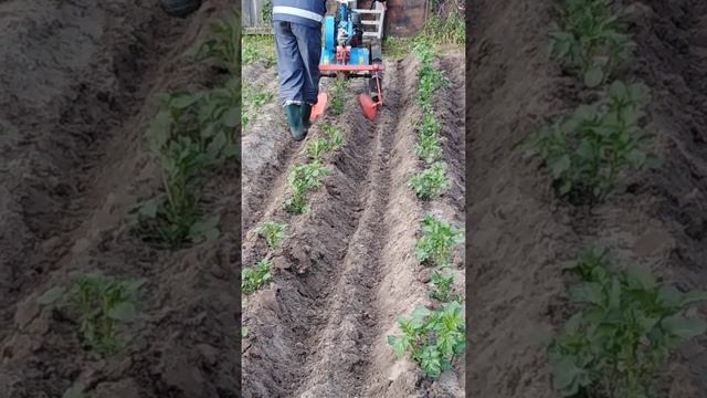 Окучивание картофеля мотоблоком "НЕВА" МБ2 МультиАГРО смотреть онлайн