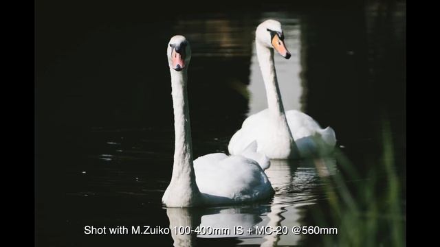 Olympus 100-400mm IS VS 40-150mm Pro, which one?? - RED35 Review смотреть онлайн