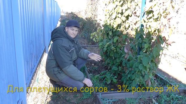 Обработка ежевики осенью смотреть онлайн