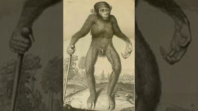 Comparative Anatomy | Wikipedia audio article смотреть онлайн