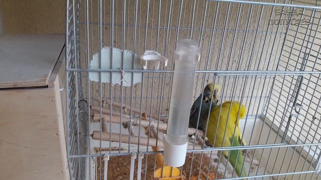 ? Птенцы выставочного волнистого попугая ? 7 и 5 дней смотреть онлайн