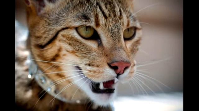 Саванна часть №2 (самая дорогая кошка) смотреть онлайн