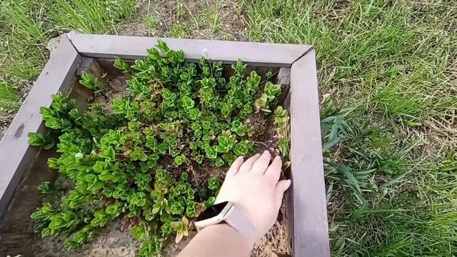 Участок преображается/мой садовый инвентарь/покупки для порядка на даче #дом #дача #огород #сад смотреть онлайн