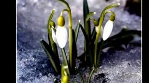 ***Подснежники.*** стихи Т.Белозёрова
