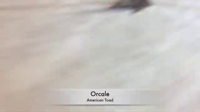 Oracle My American Toad смотреть онлайн