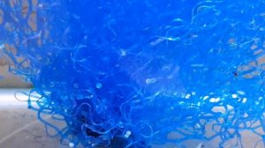 Коридорас Джули разведение. часть 3-я. Инкубация икры.