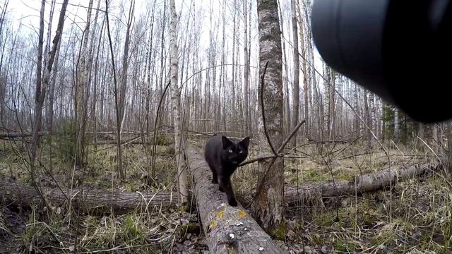 2\2 Поход в Урочище Змеиный камень. Шушмор следы Чупакабры. КукуруЗо. смотреть онлайн