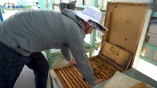 Asalarichilik 1-dars, Asalarichilik Darsarini Biz Bilan Bepul O'rganing.