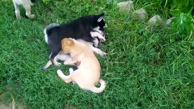 Продаются щенки Западно- Сибирской Лайки смотреть онлайн