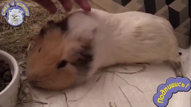 Подборка : Смешные Морские Свинки смотреть онлайн